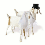 Oxfam Wedding Goats